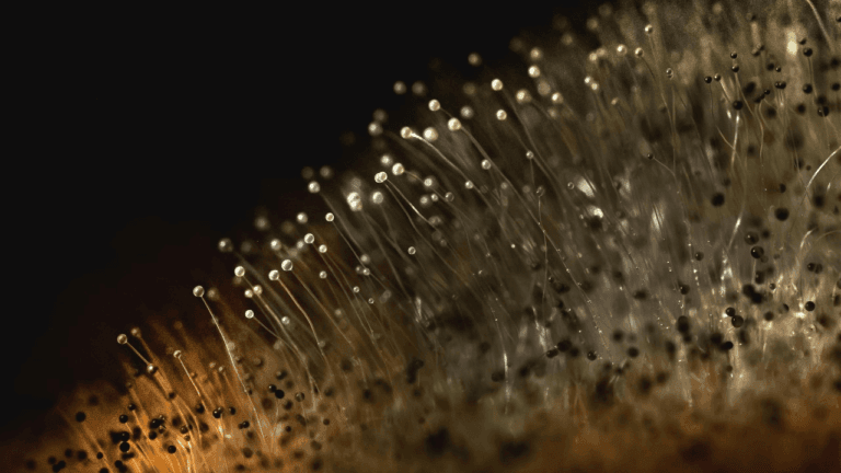 How IoT Technology Can Significantly Help Reduce Mould-Related Health Issues